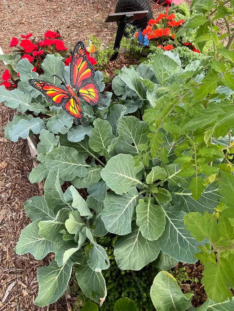 Melanie examining a plant in her South Florida garden