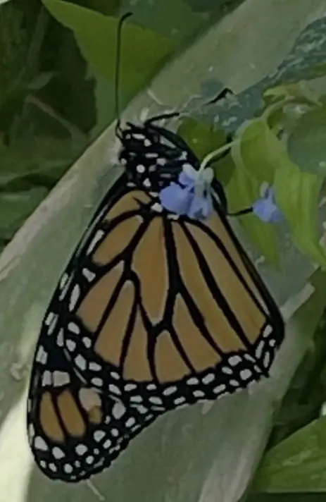 A pollinator visiting blooms in a MetM community garden partnership