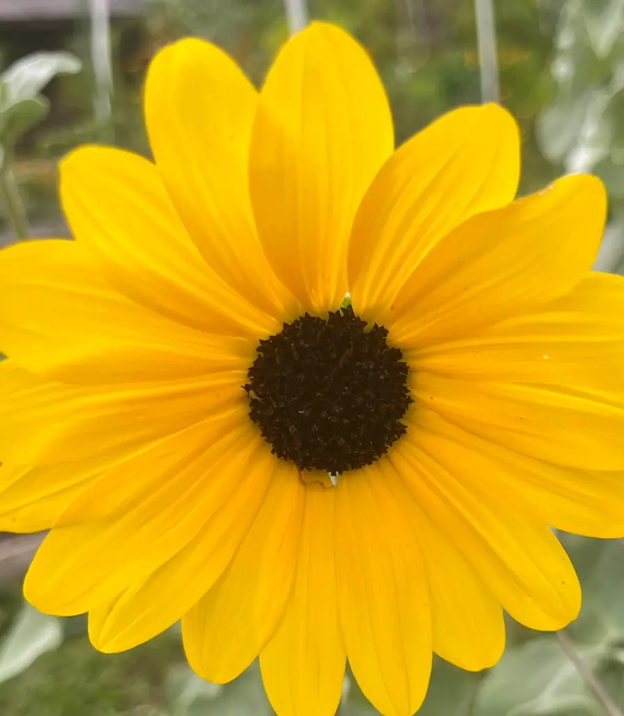A sunflower in full bloom at a South Florida community garden