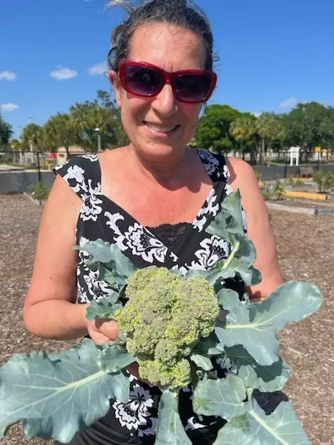 Fresh broccoli growing in the garden