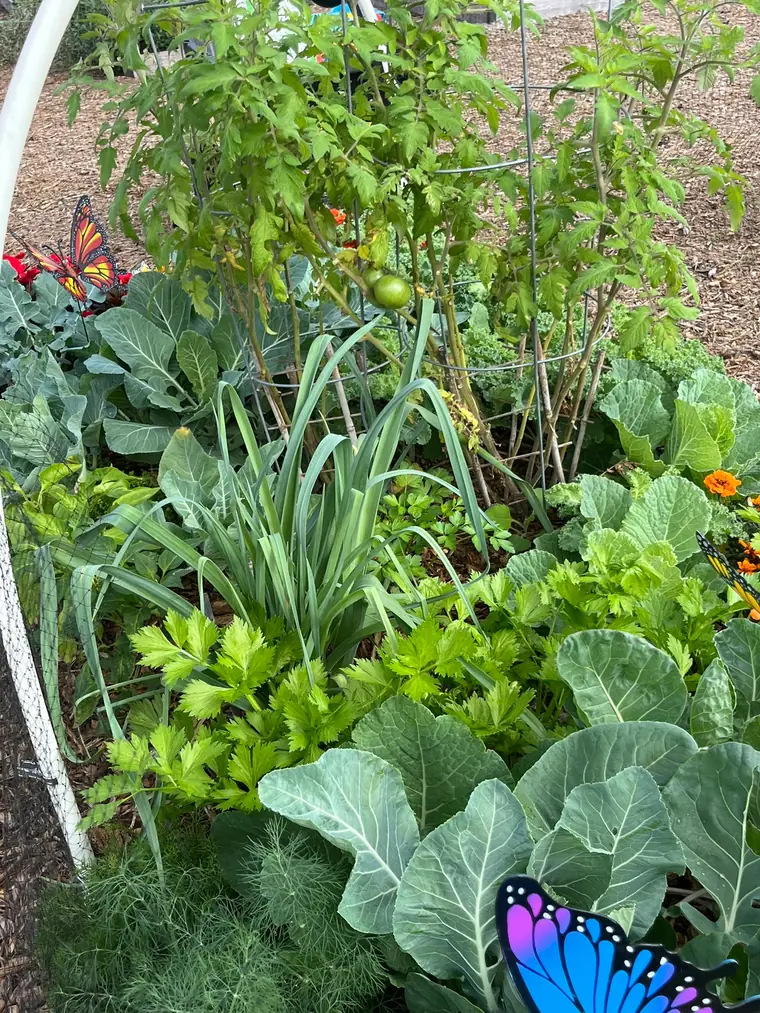 Leafy greens growing in a raised garden bed