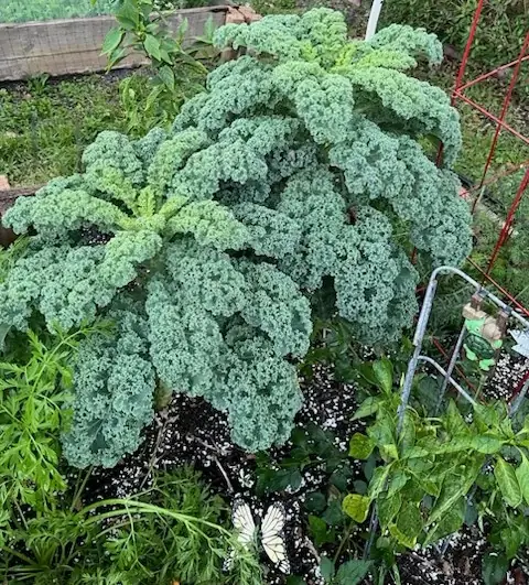 Kale thriving in the garden