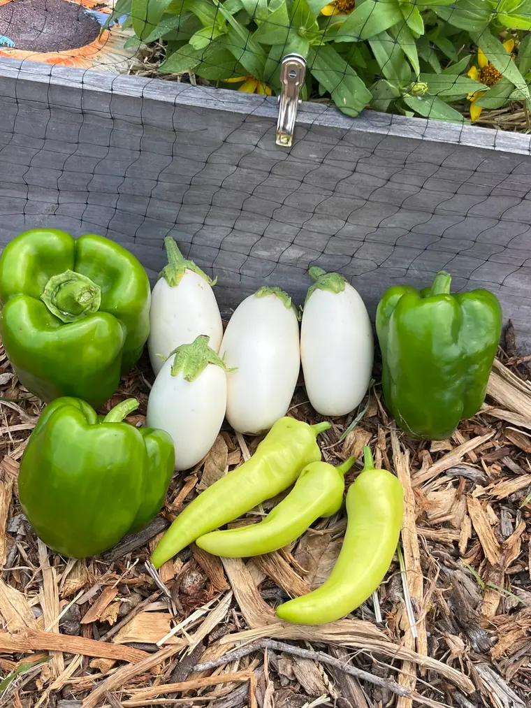 Bell peppers, white eggplant, and banana peppers from the harvest