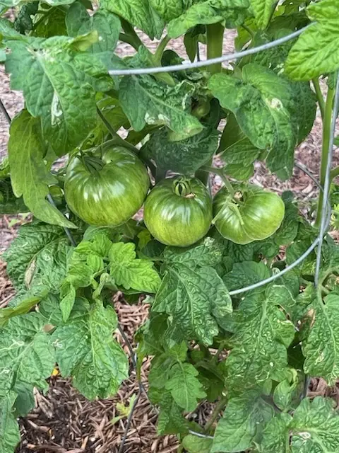 Everglades tomatoes ripening on the vine