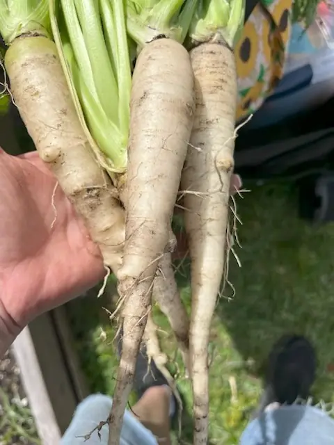 White silk carrots freshly pulled from the soil