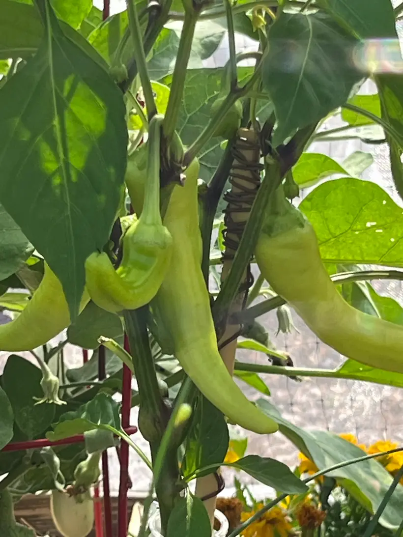 Melanie tending her South Florida garden