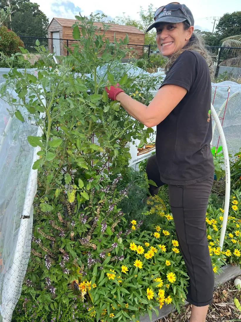 A glimpse of the MetM garden and harvest