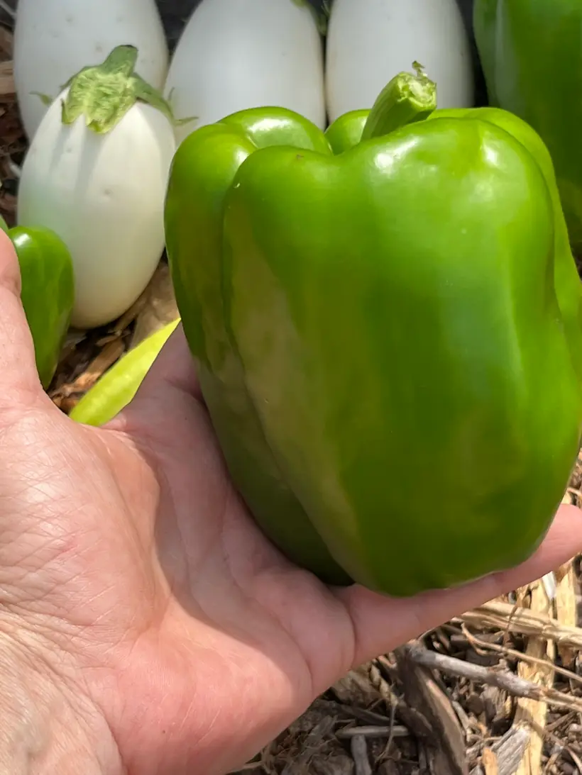 A freshly picked green bell pepper from the garden